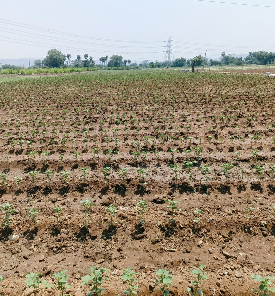 Vegan Antinatalist tweet media