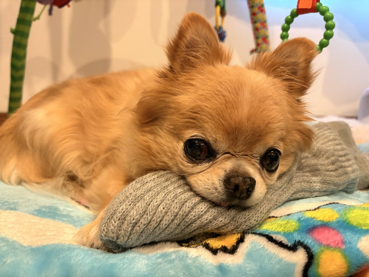 くどみ(みそ) tweet media