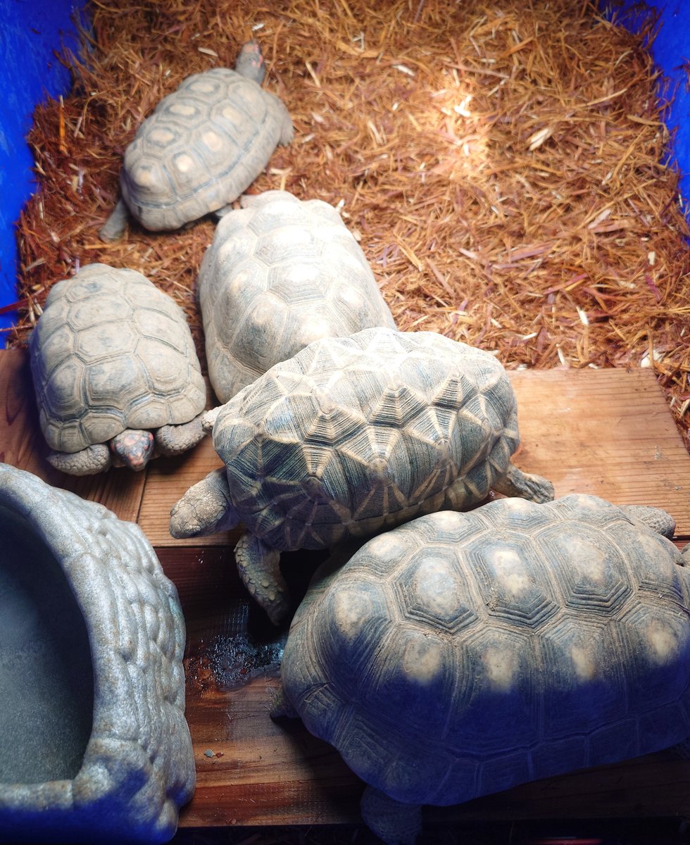 スガ夫＠スガレプ🍊 tweet media