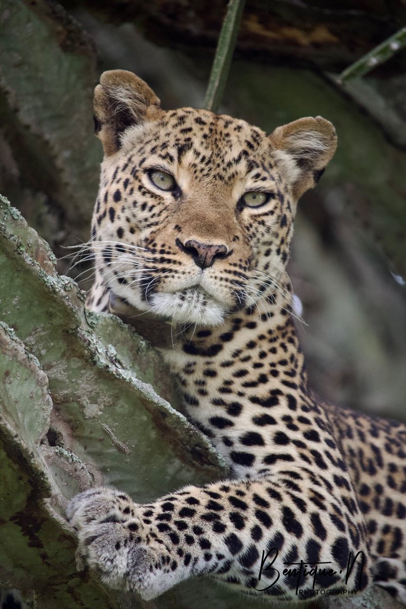 🧗🏾‍♀️Bentique🦍 tweet media