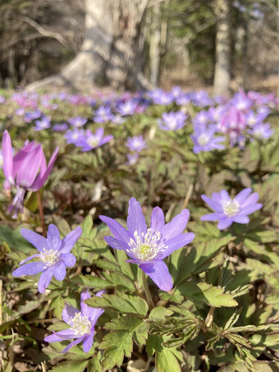 六甲高山植物園 tweet media