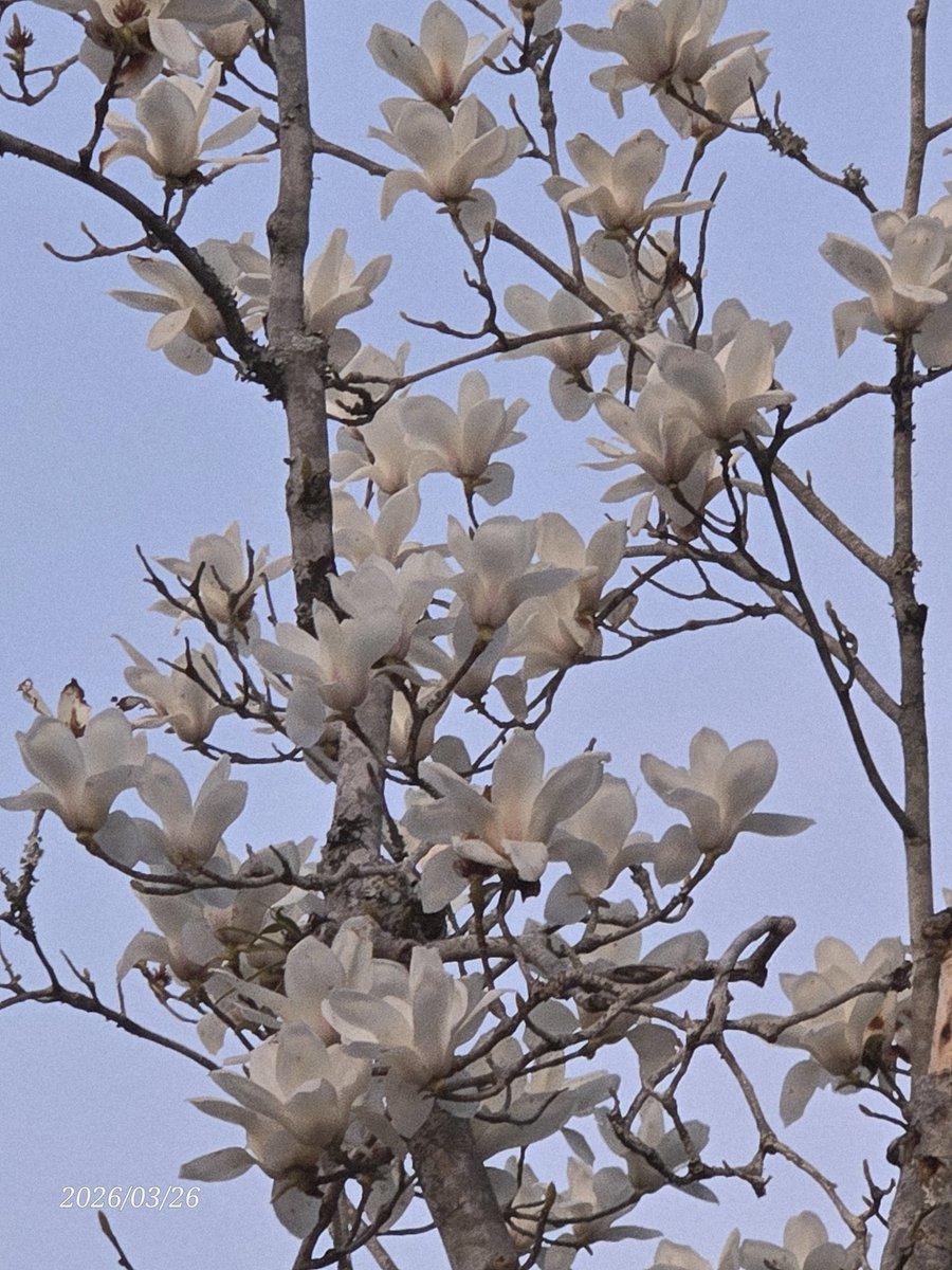 シトリン tweet media