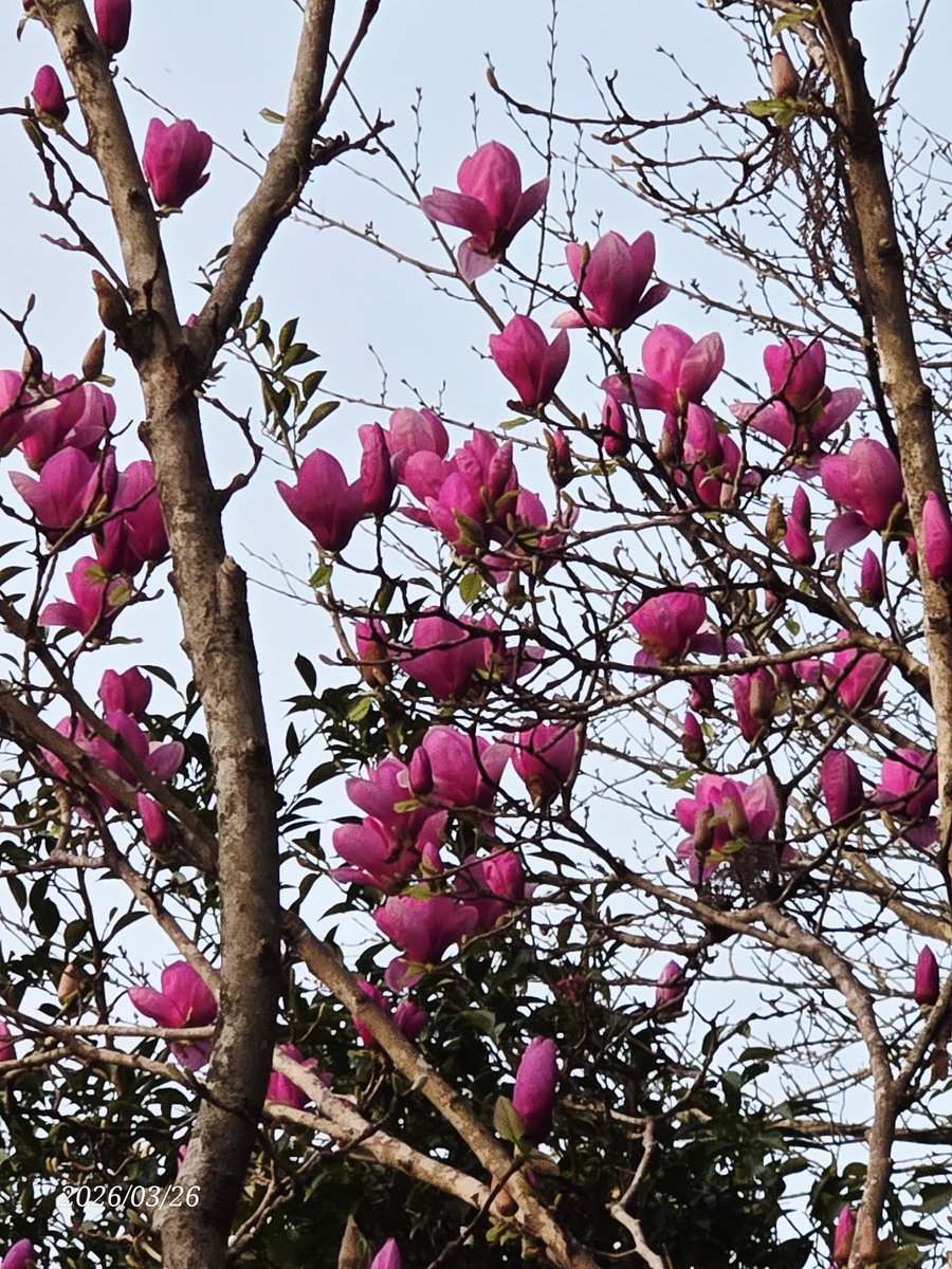 シトリン tweet media