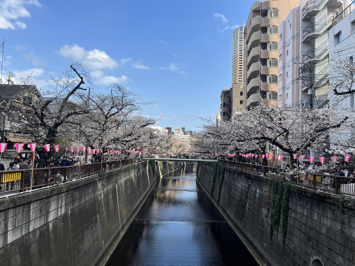 donutsholeshoes's tweet image. 中目黒、目黒川沿いの桜

今年は例年よりやや早めですかね
見頃は今週末〜来週に掛けてでしょうか🌸

#桜
#Flower
#中目黒