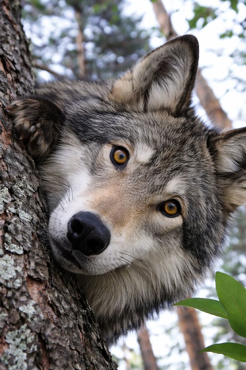 LOBO72💚🔞🐺 tweet media