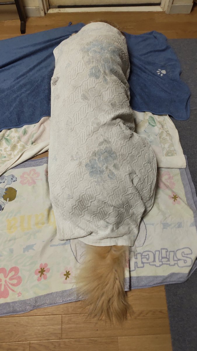 進撃の大型犬 tweet media