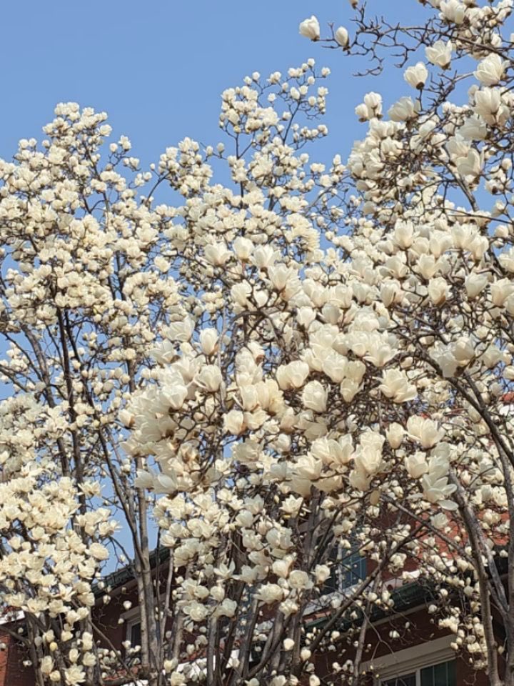 เม้าท์มอยเกาหลี tweet media