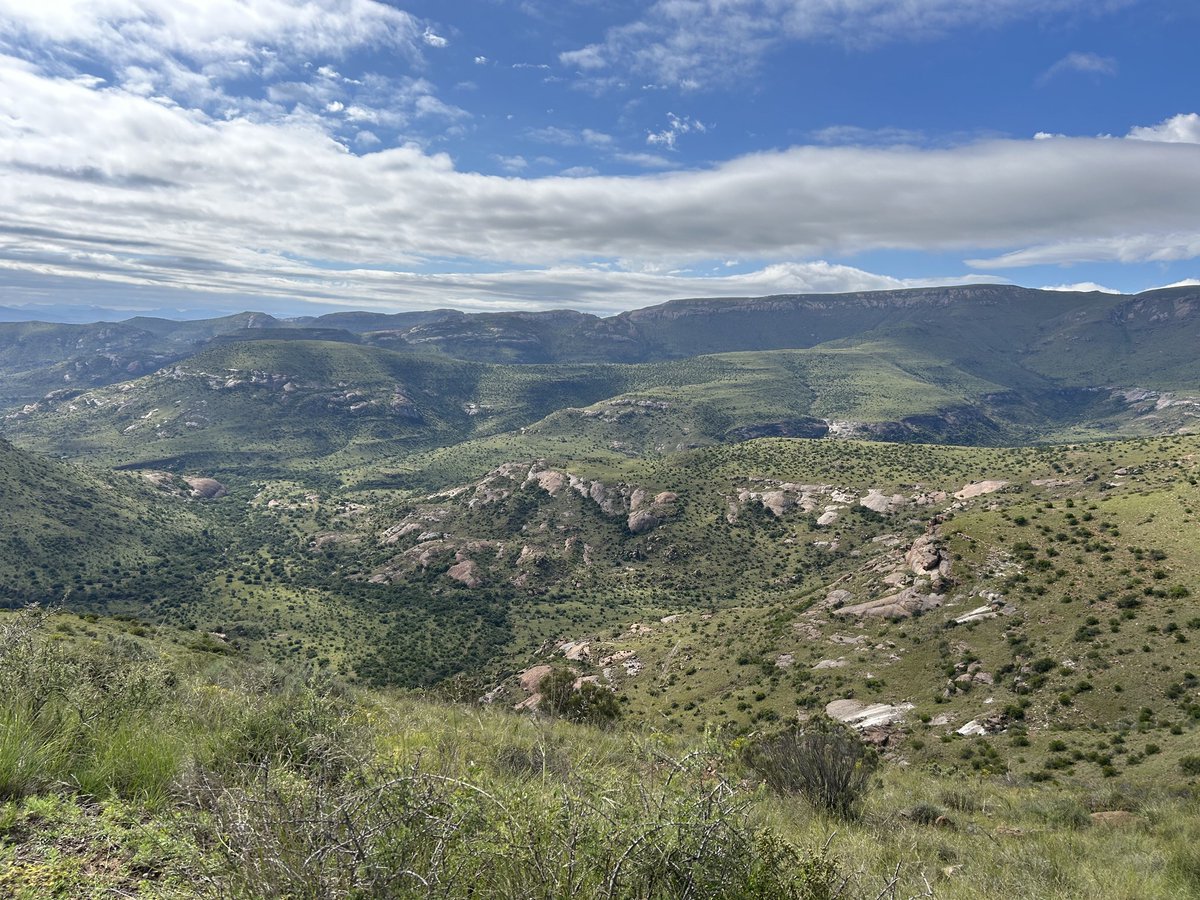 SANParks Mountain Zebra tweet media