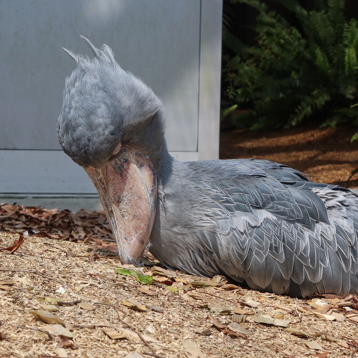 松江フォーゲルパーク tweet media