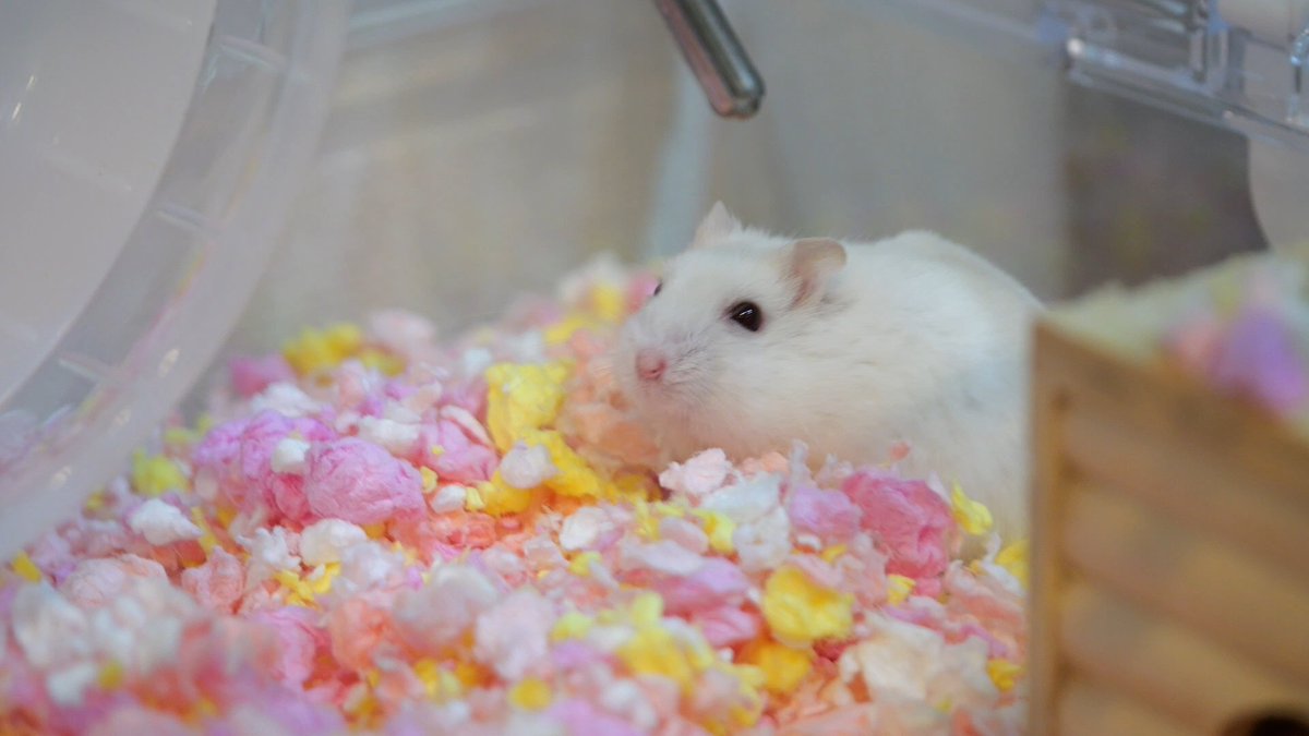 はむ@もっと！はむチラ長屋ch. tweet media