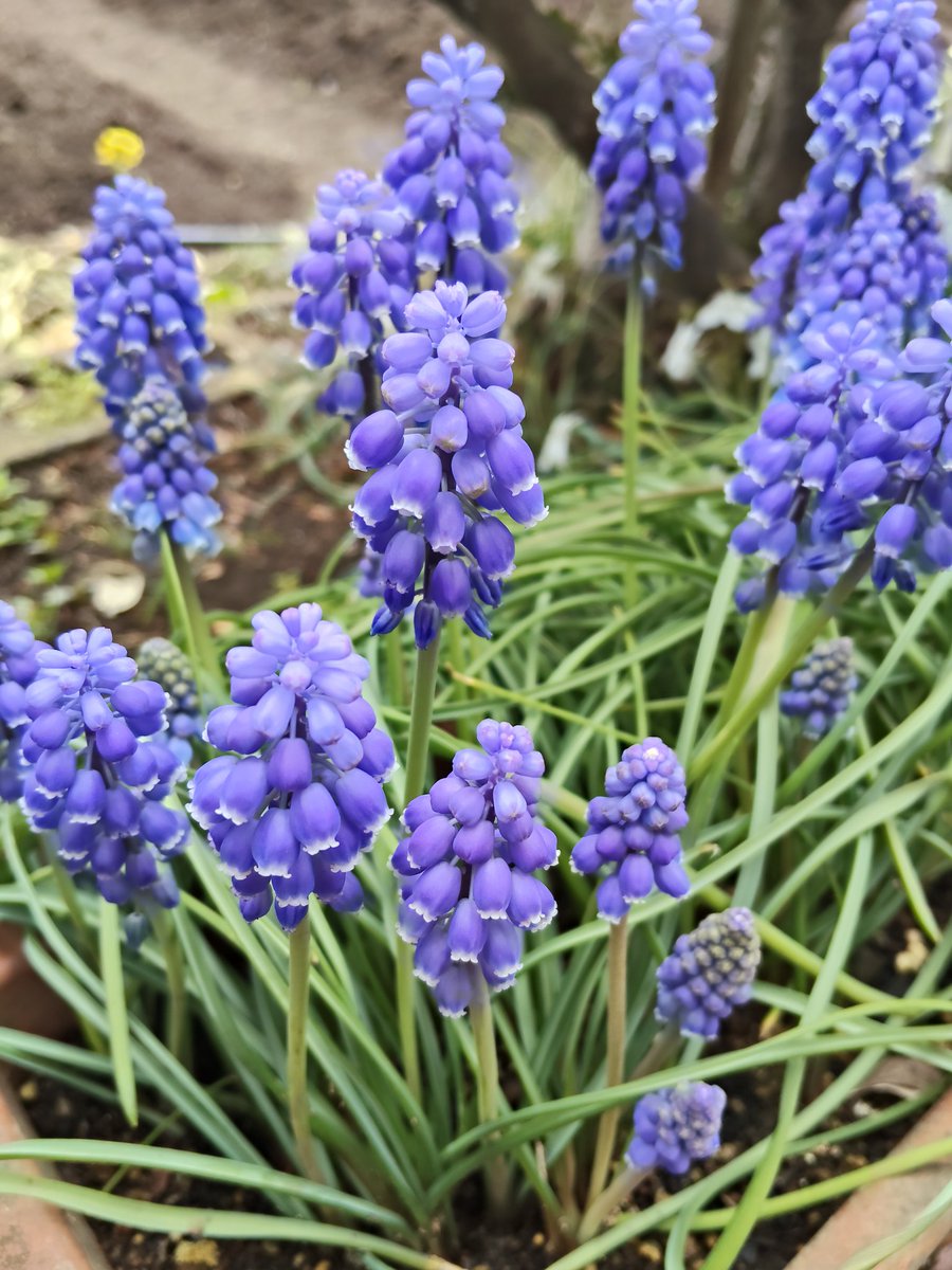 yellowjun(*˘︶˘*) tweet media