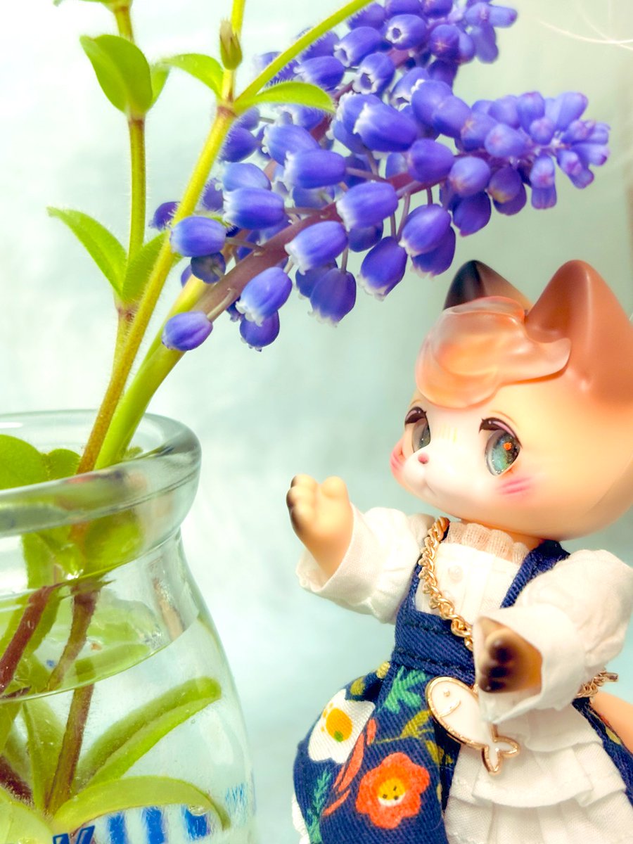 庭のムスカリが満開。
翠ちゃんたちと過ごす初めての春。

#kumukuku
#facet_doll
#みなつ服