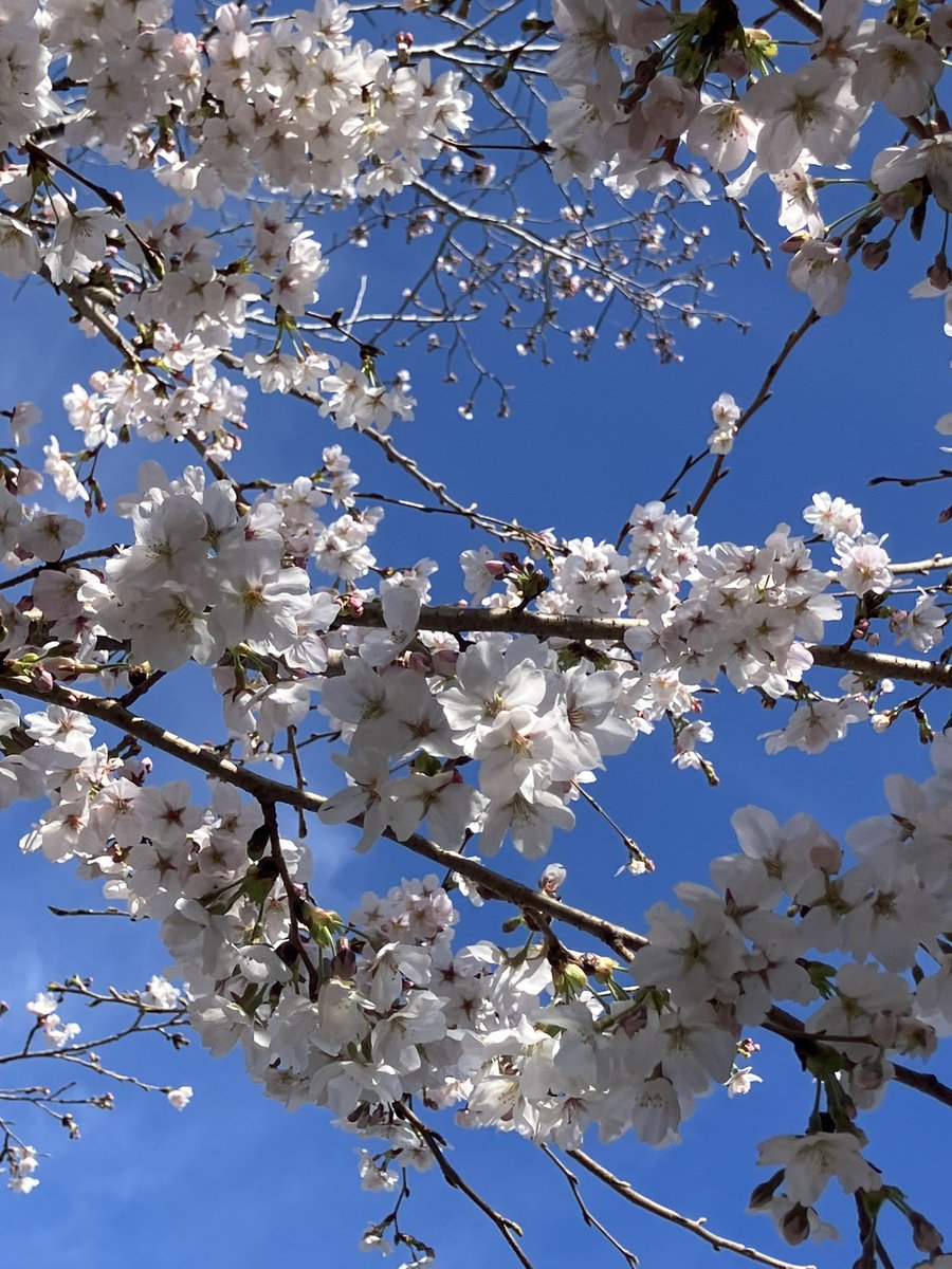 リエンヌ tweet media