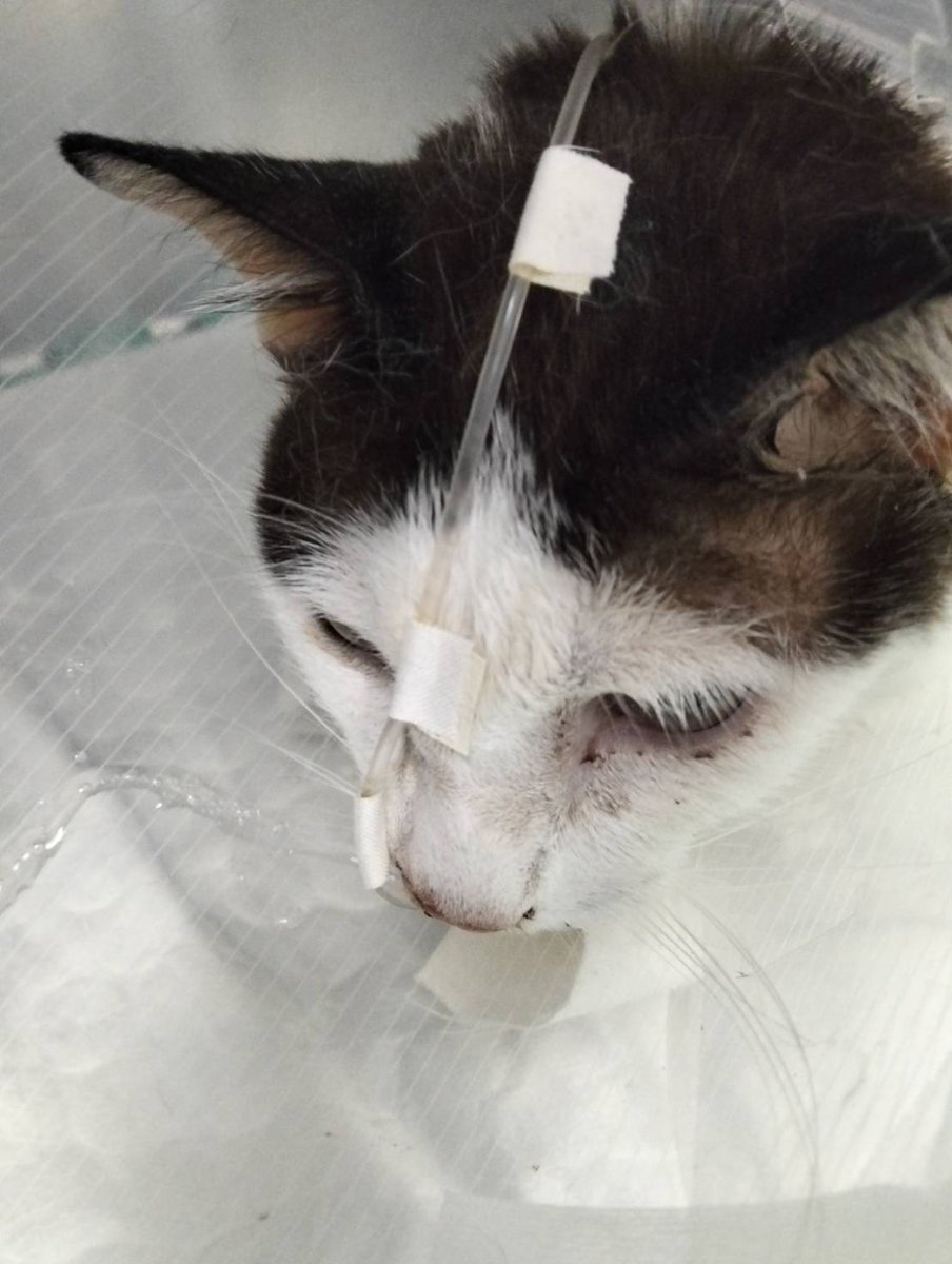 ไม่ควรมีแมวตัวไหนบนโลกใบนี้ต้องมาเป็นแมวจร tweet media