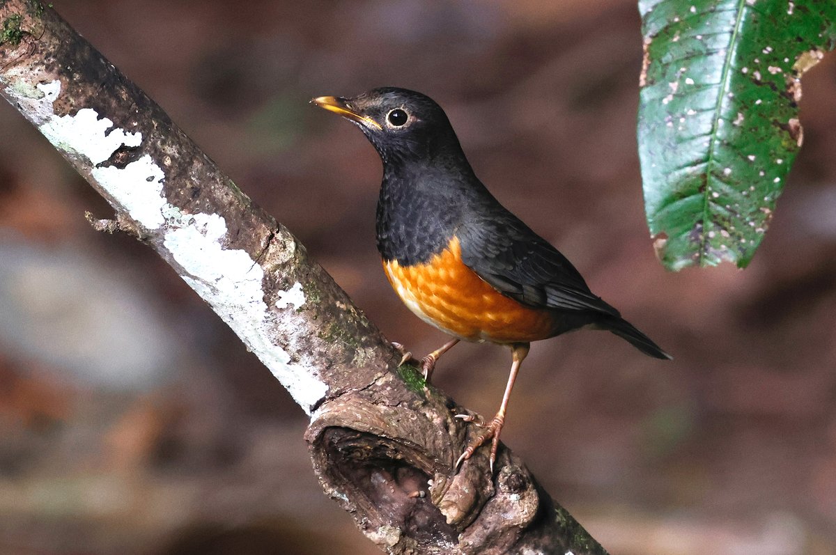 Nick Upton tweet media