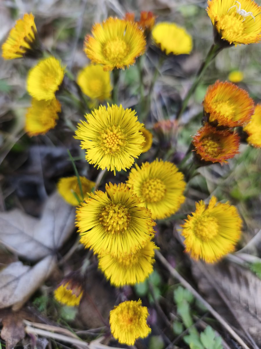 Wildschytz tweet media