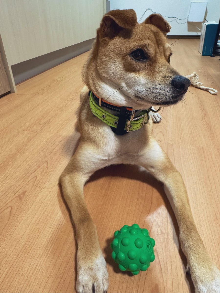 0ndm0's tweet photo. 最近犬の友達が家族に増えた！！よろしくね🐶 https://t.co/CRr2nGUGm9