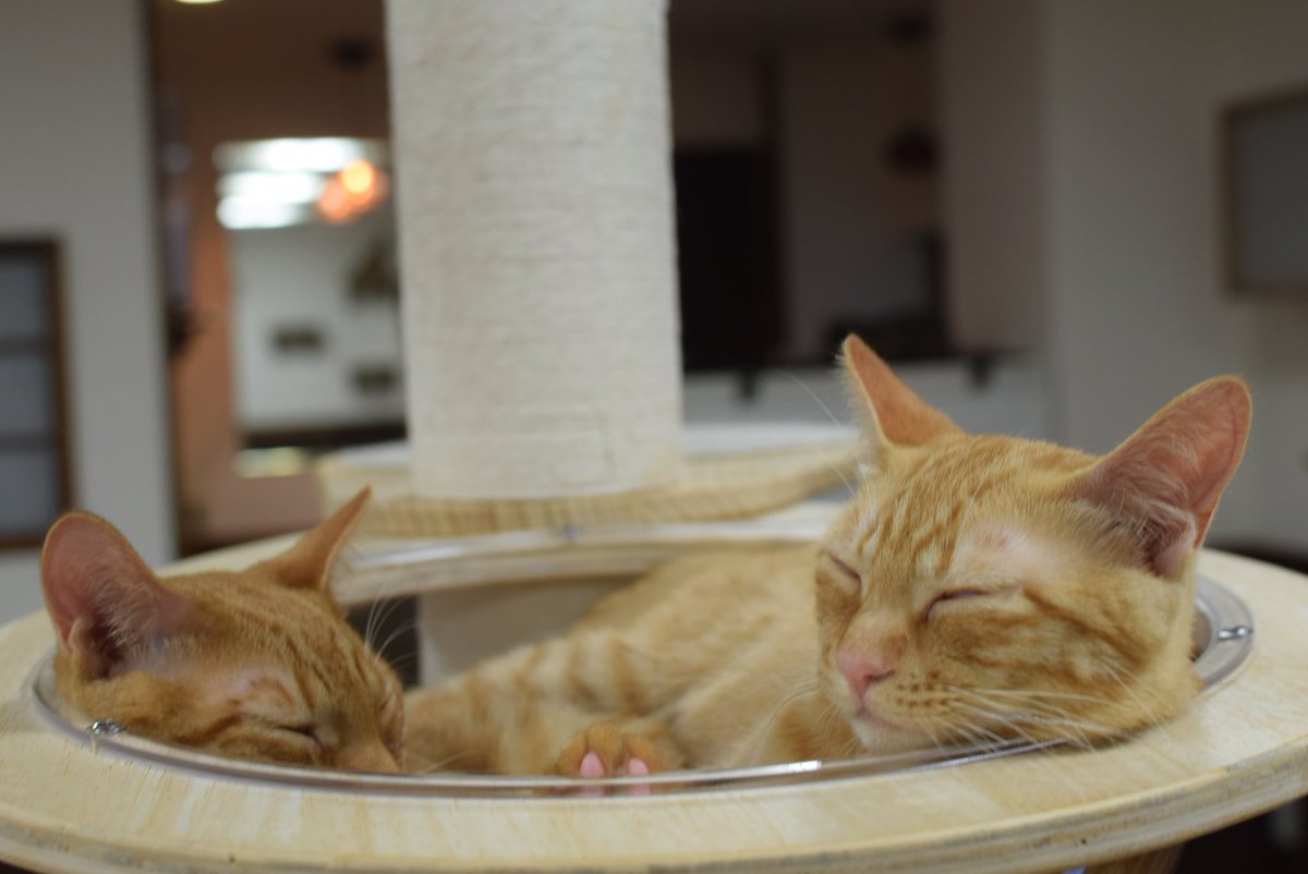 保護猫カフェ きゃりこ吉祥寺店 tweet media