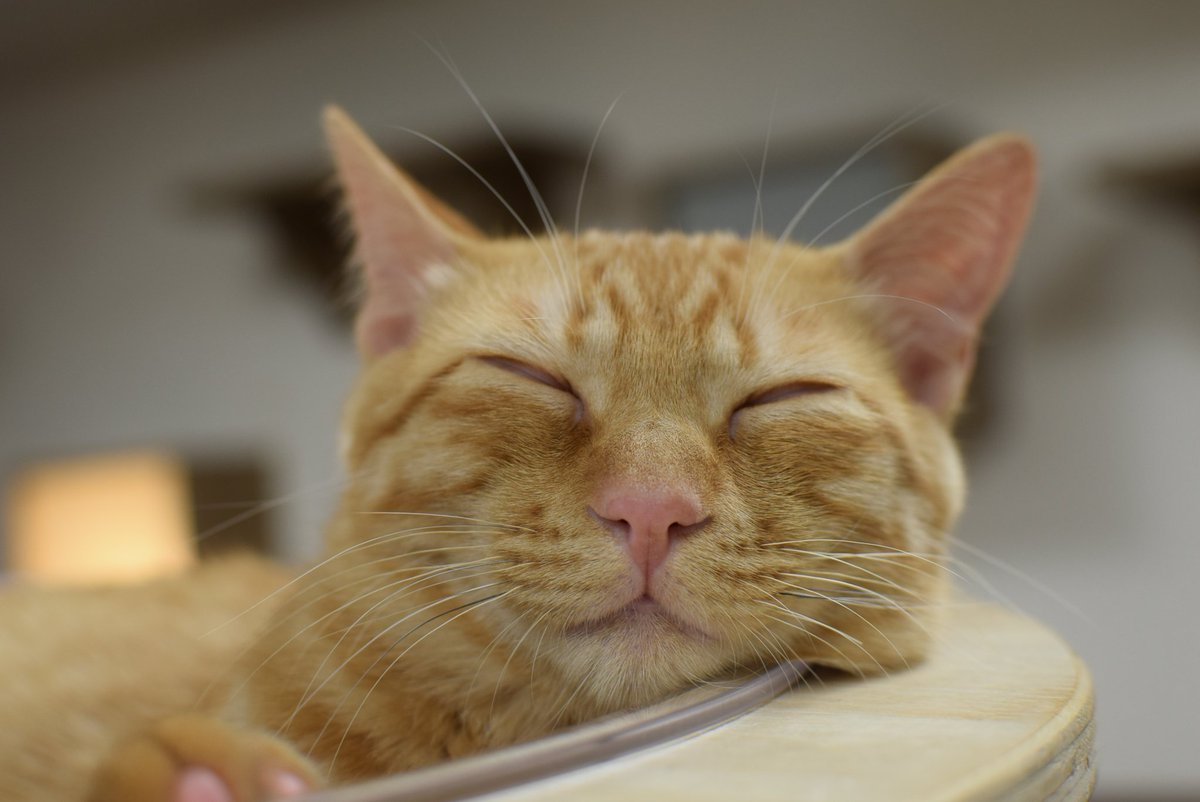 保護猫カフェ きゃりこ吉祥寺店 tweet media