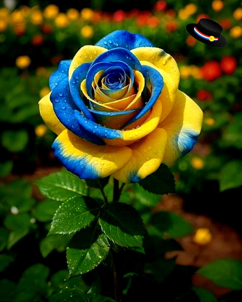 Zlatko moljac tweet media