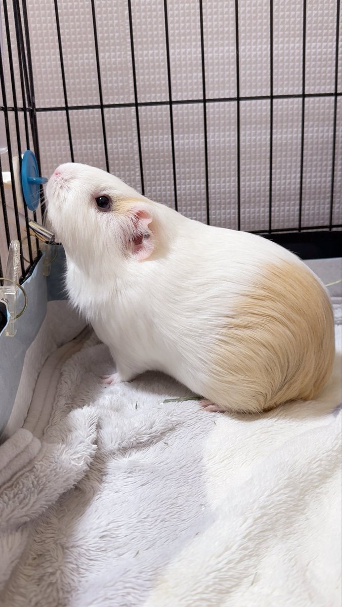 モルモットのもち🌸万里香 tweet media