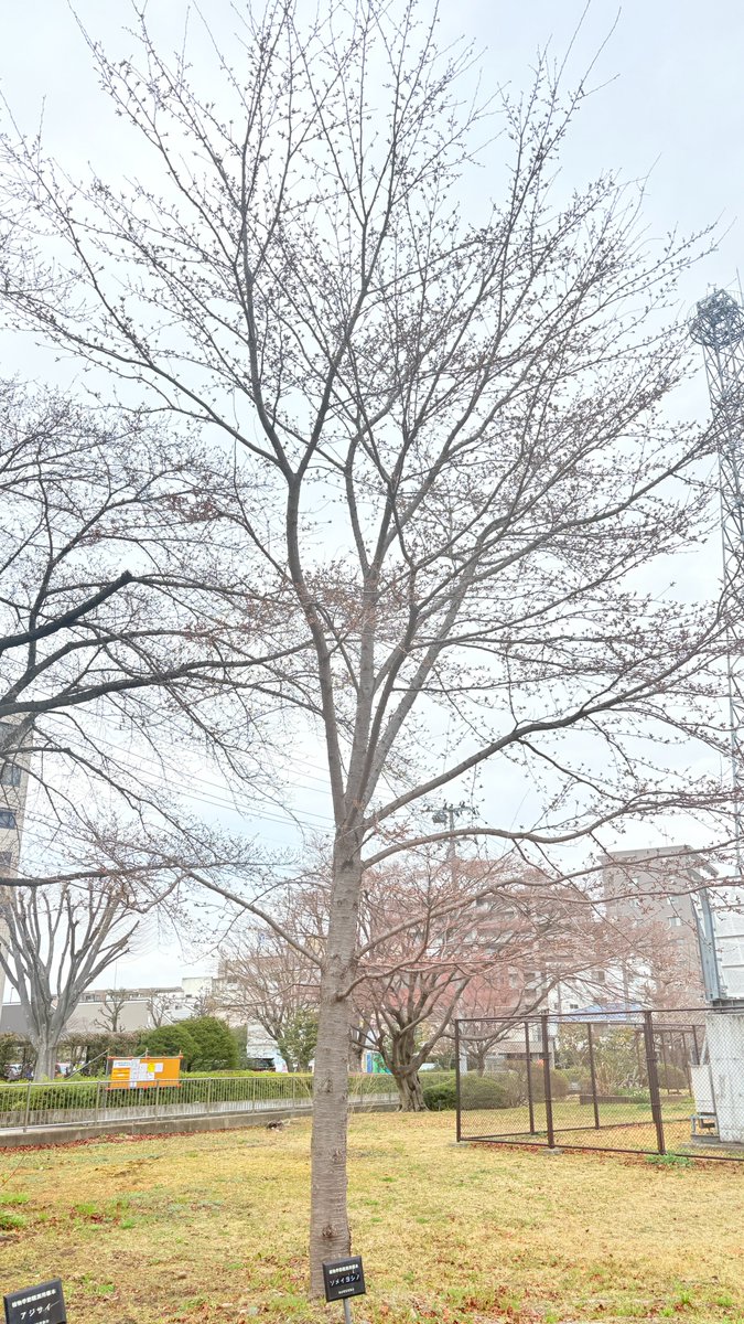 仙台管区気象台 tweet media