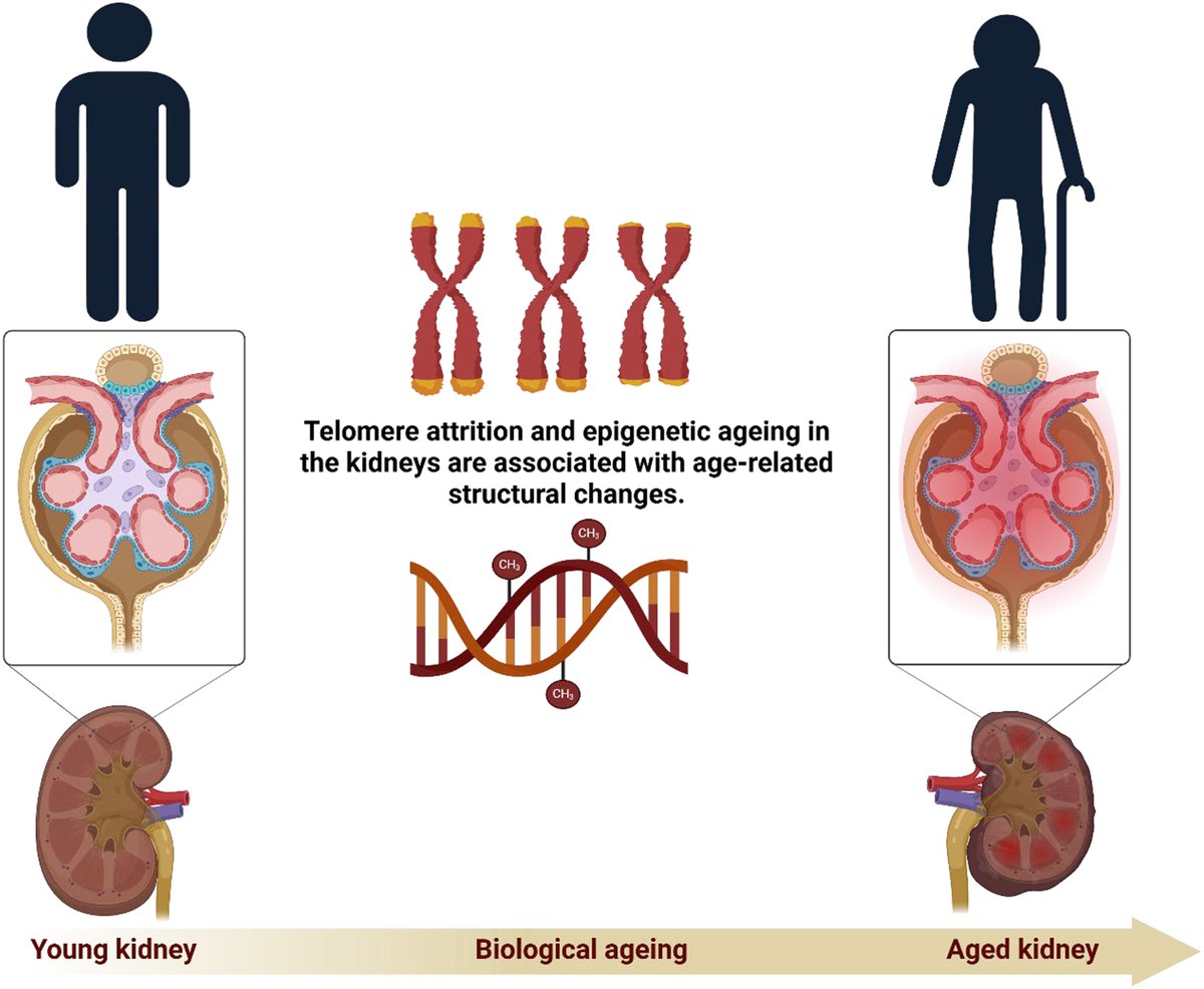 European Society of Cardiology Journals tweet media