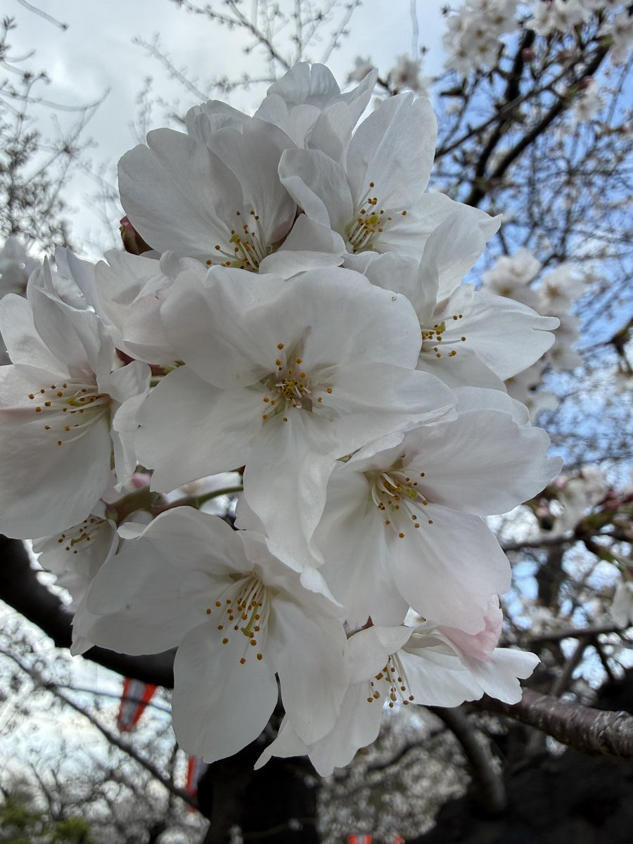 へるる tweet media