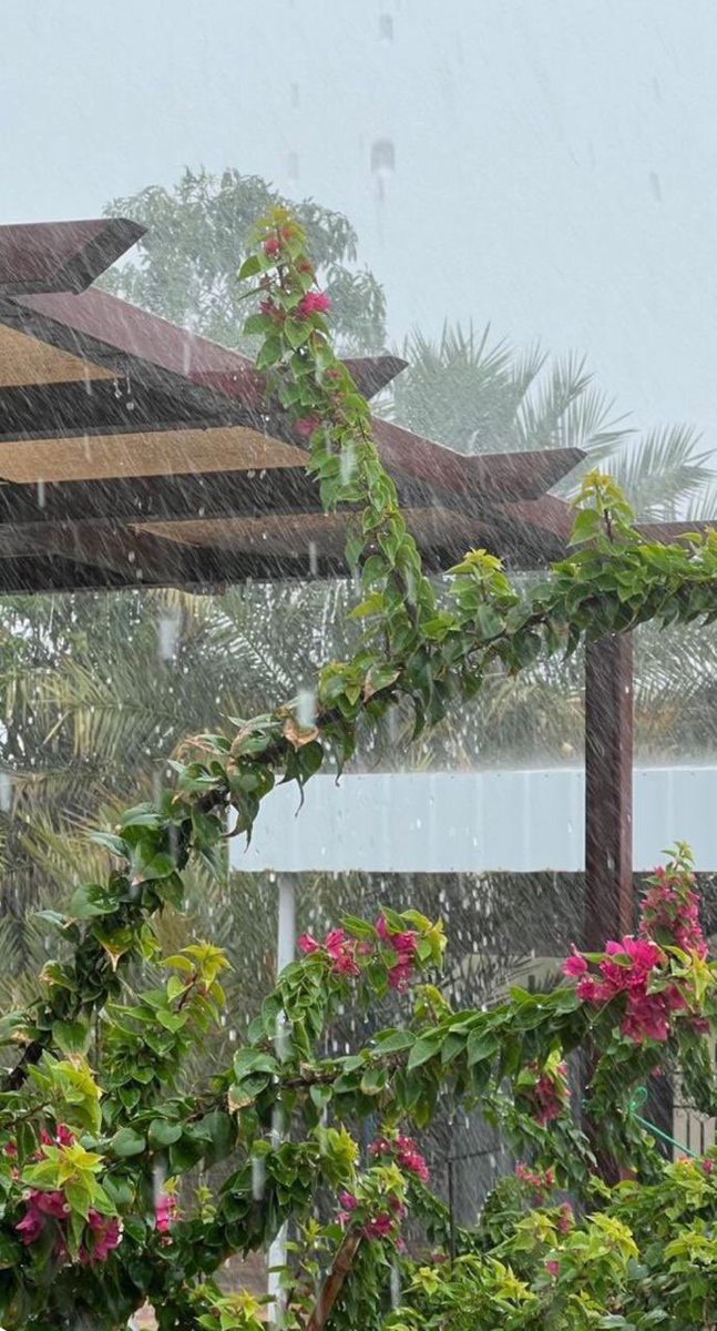 صوفي tweet media