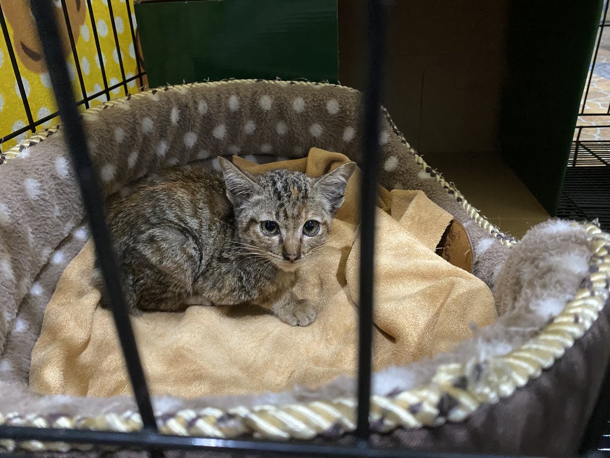 นิชาภาพ tweet media