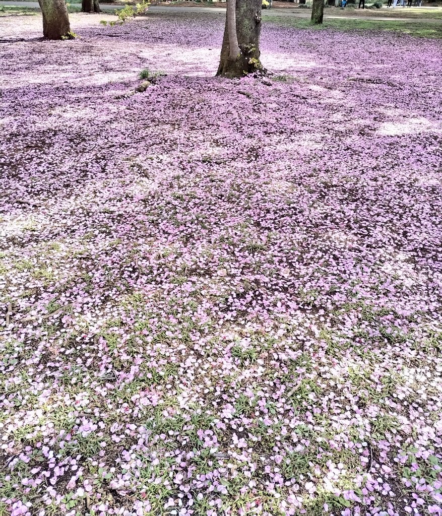 ガジュ tweet media