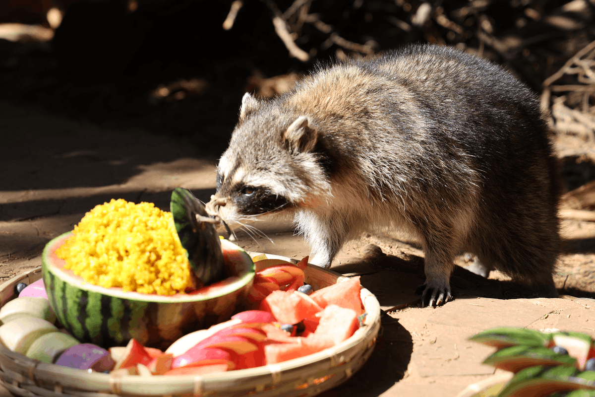 Kunminginfohub's tweet photo. Spring breezes blow gently, flowers bloom, and all things thrive. Yunnan Wild Animal Park has prepared a special spring feast for the animals, letting them enjoy delicious food and warm care. #KunmingBloomsWithYou #SojourninYunnan #CoCreateKunming https://t.co/W2ZCZg01qw