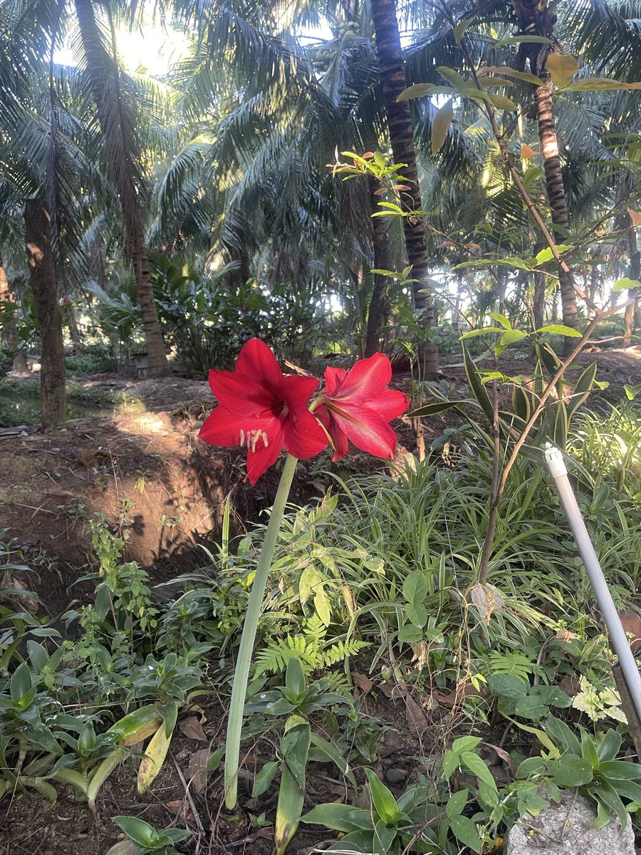 Hong Nguyen tweet media