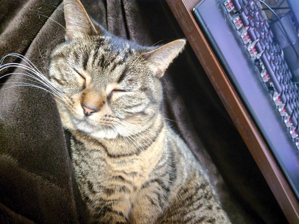 える姫としもべ🐈 tweet media