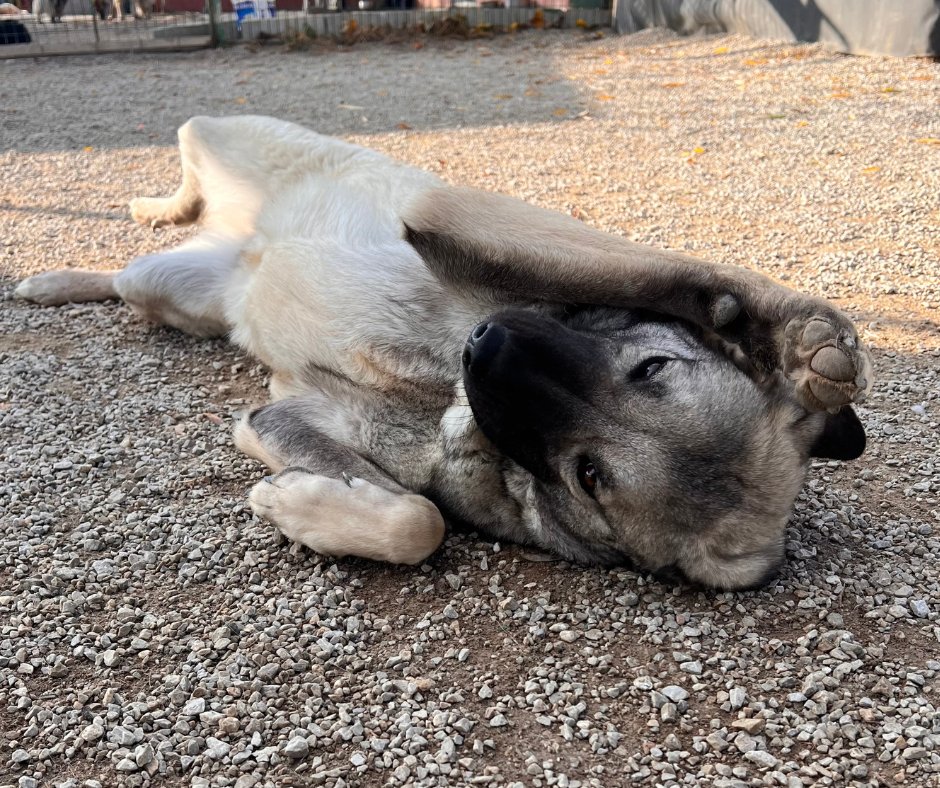 Dog Desk Animal Action tweet media