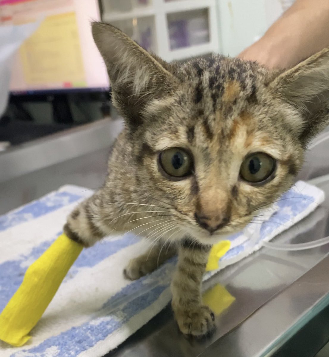 นิชาภาพ tweet media