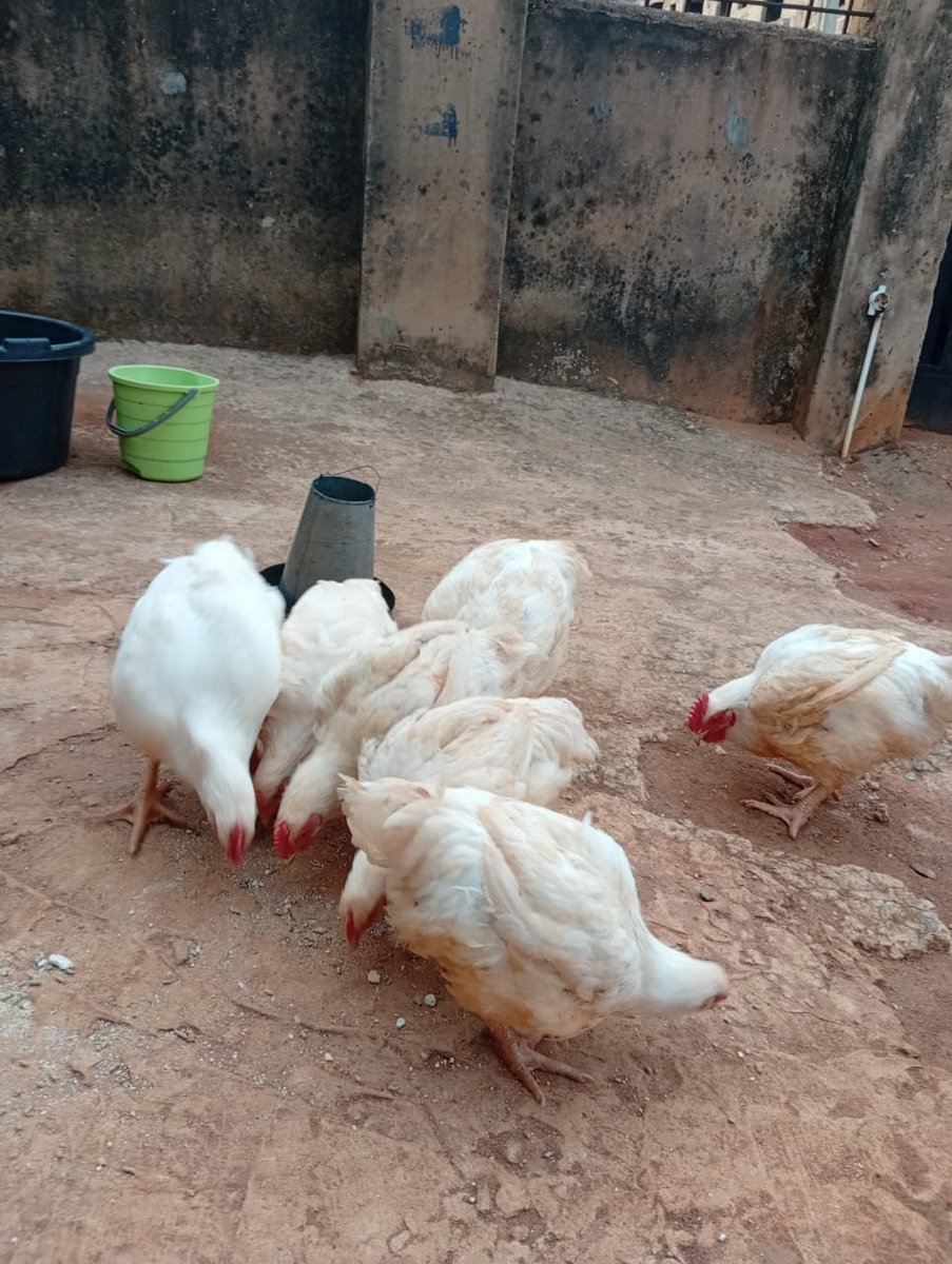 Sonia'sgrill❤️(SGC- The label) tweet media