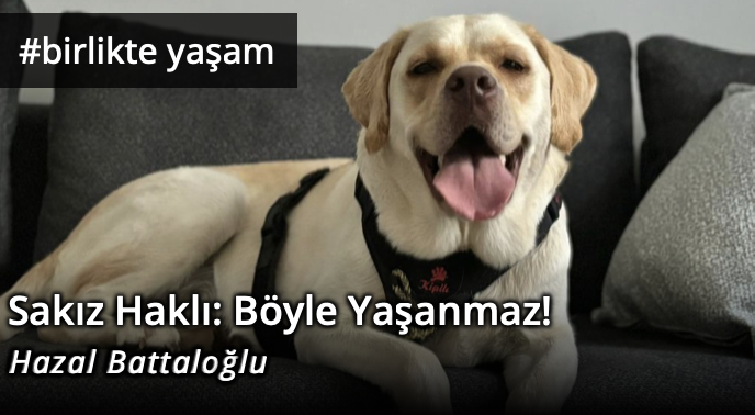 GazeteSolfasol's tweet photo. Sakız Haklı: Böyle Yaşanmaz!
✍️Hazal Battaloğlu yazdı: https://t.co/6DfD0Qz3BN
📌Sakız yorulduğu zaman duruyor. Uzanıyor, yayılıyor, gözlerini kapatıyor. Evde yapılacak işler var mı, kim ne dedi… ilgilenmiyor. Bedeni “yeter” diyorsa, orada bitiyor. Dinlenmek onun için tartışmaya açık bir şey değil. Bense durmayı erteleyenlerdenim. Sabah onunla uyanıyorum, sonra işe, sonra bir koşturma, sonra başka bir sorumluluk… Gün birbirine ekleniyor. Araya hayatı sıkıştırmaya çalışıyorum ama çoğu zaman hayat arada kaynıyor.