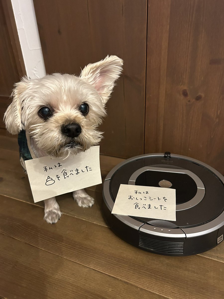 コマ美 tweet media