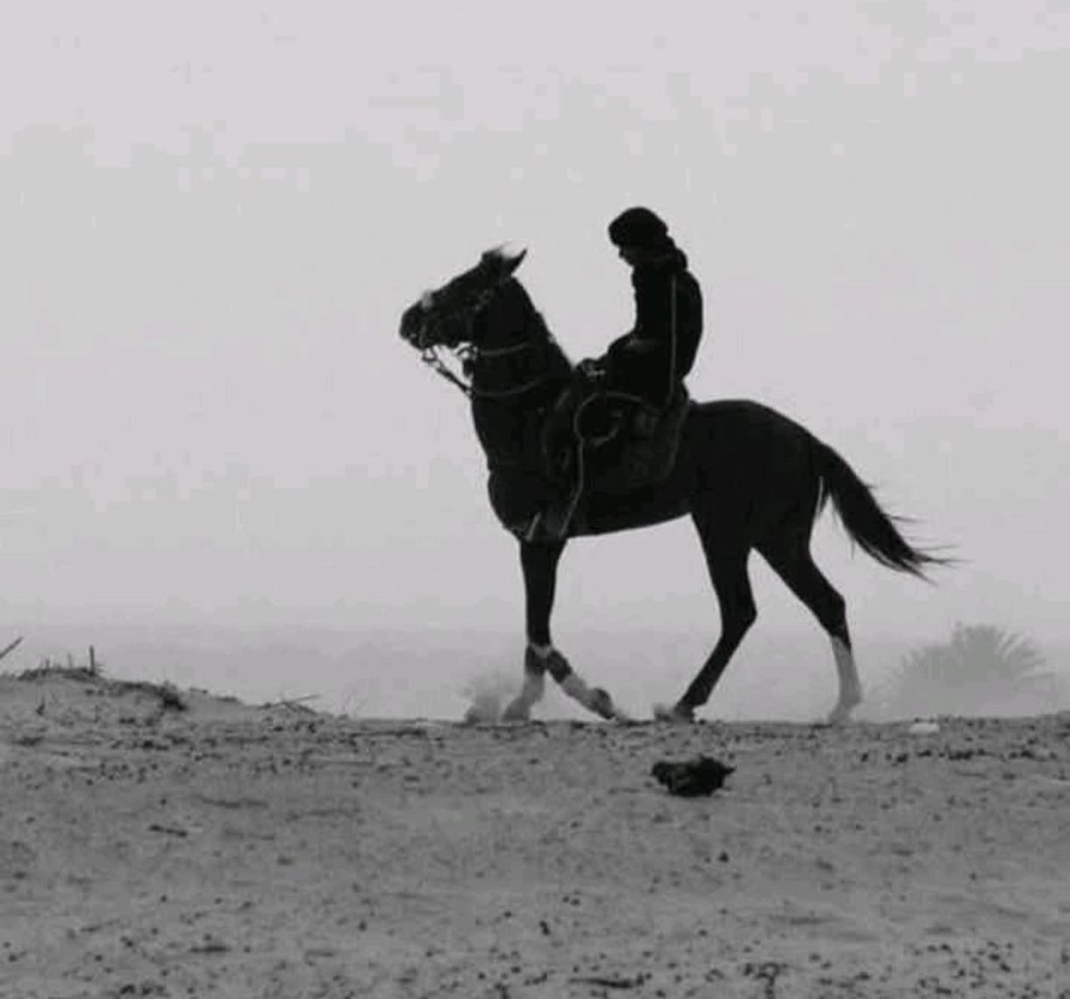 محمد الناصر السبيعي tweet media