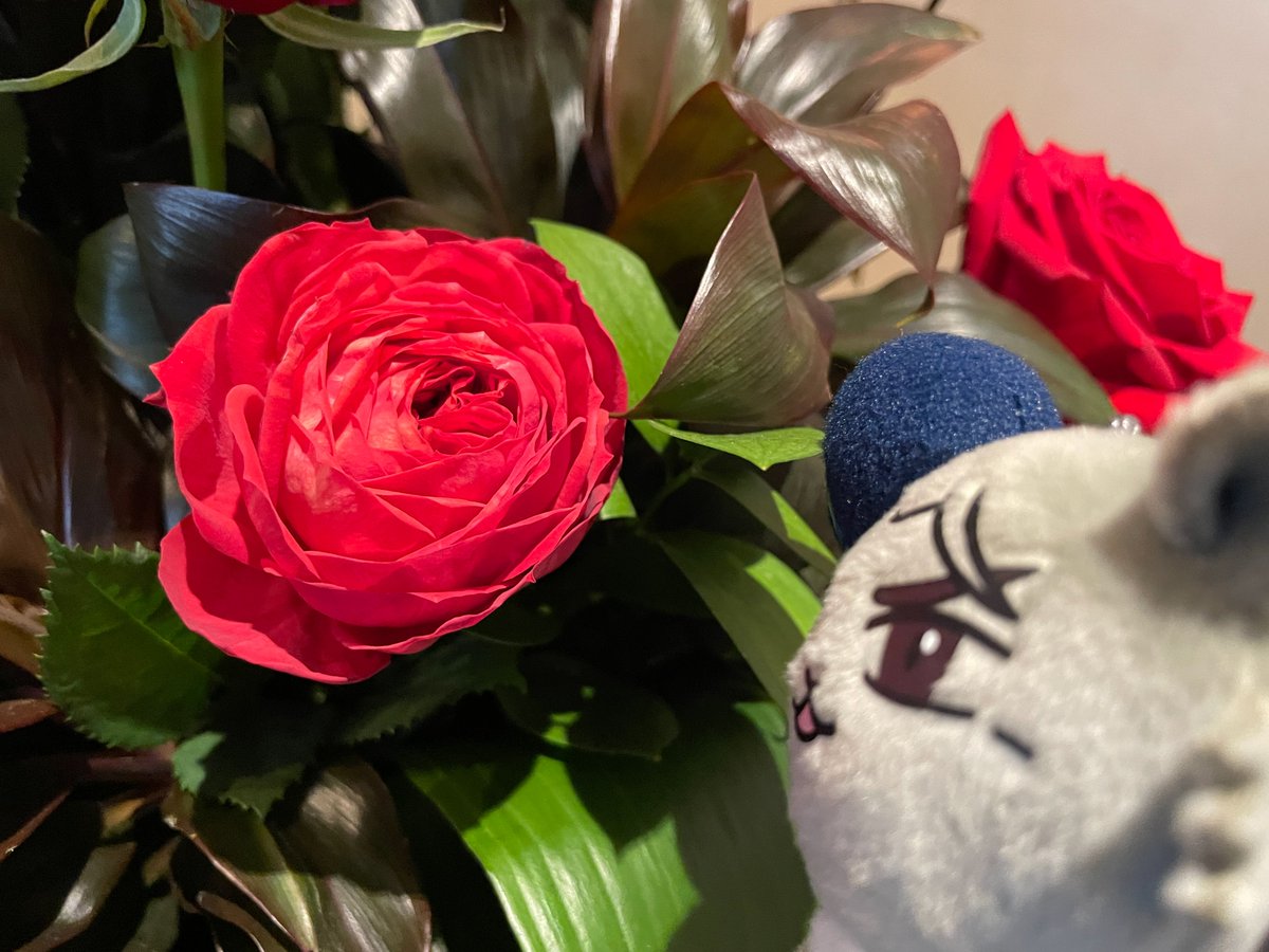 【公式】ノイエ銀英伝 情報局 tweet media