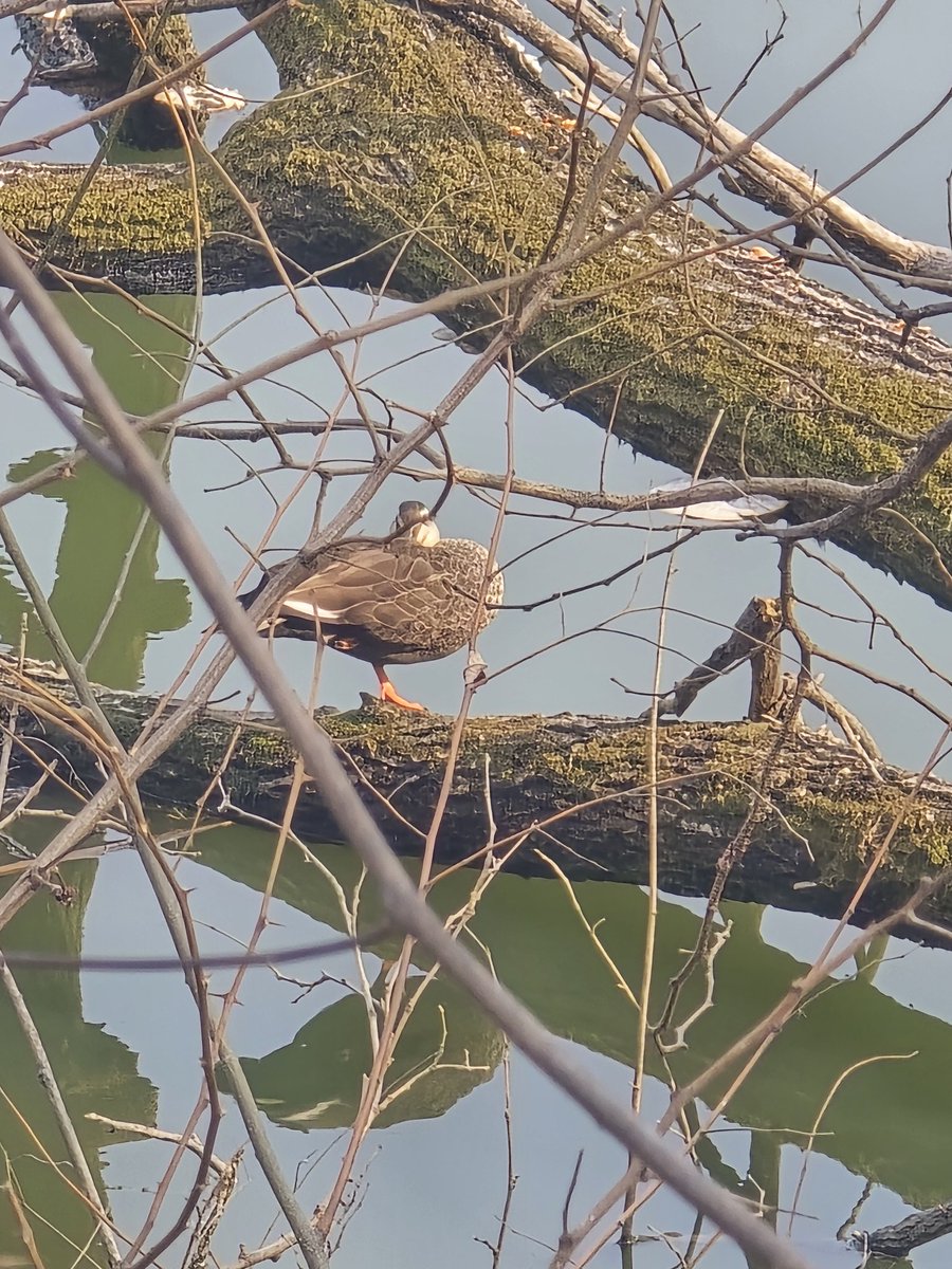 파우스트 오너 전구 tweet media