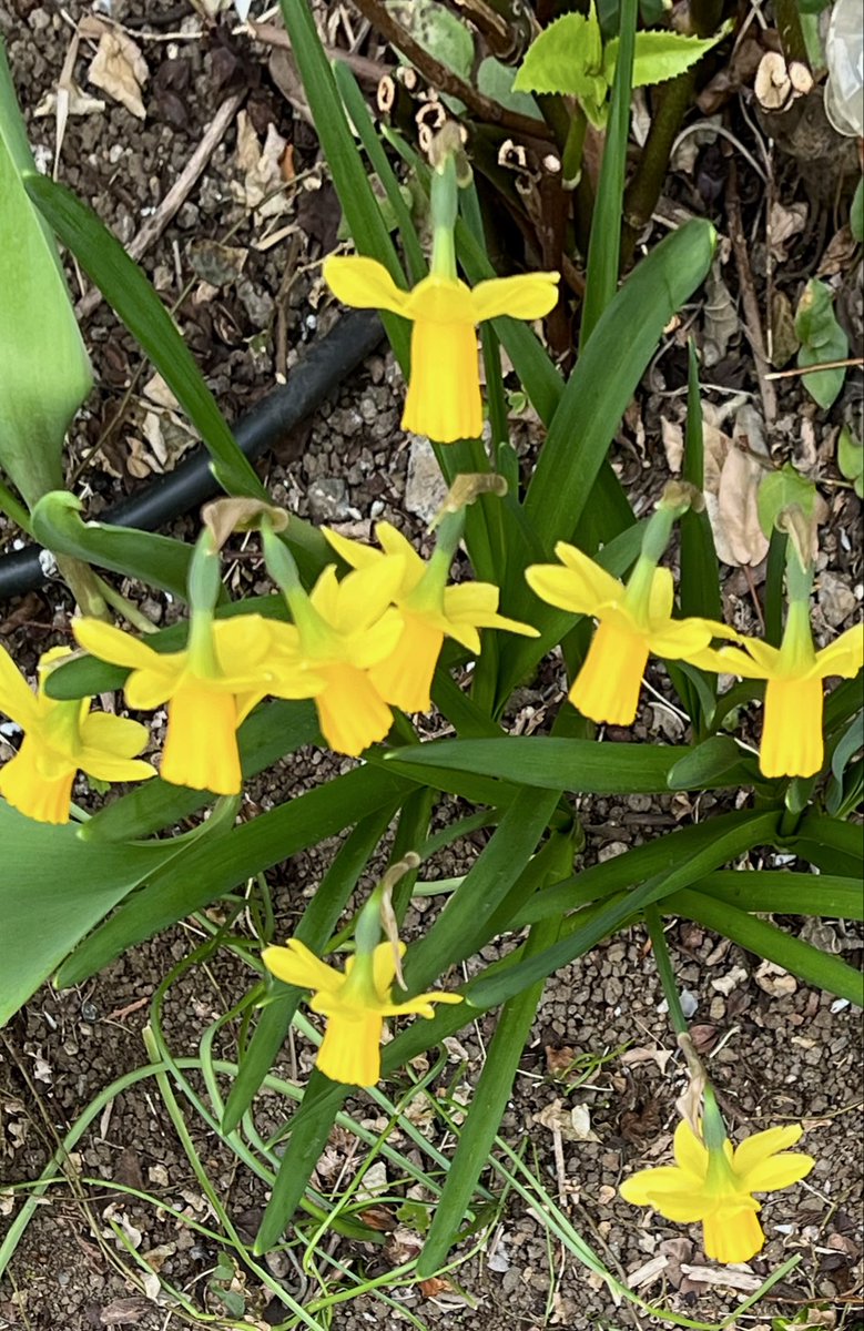 巖谷國士 tweet media