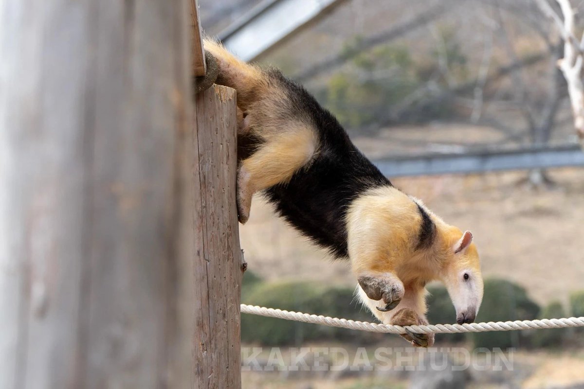 はなまるかけだしうどん tweet media