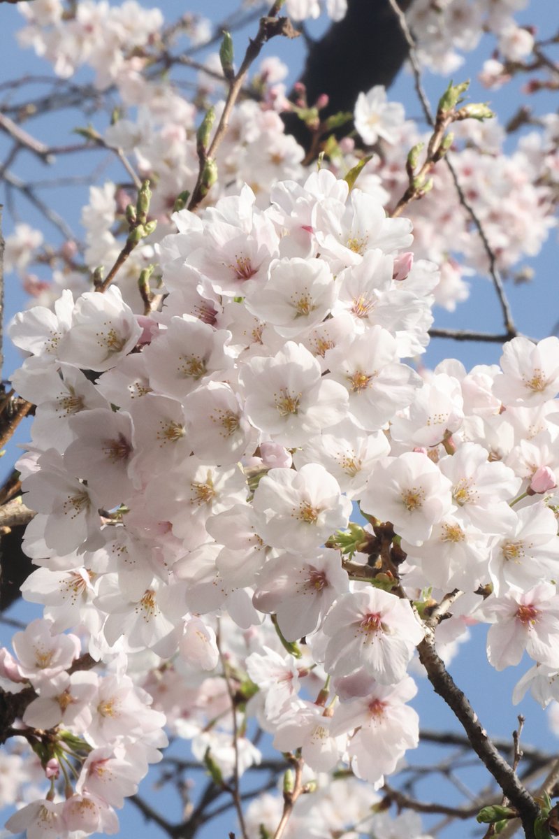Cherry blossoms 😙 

#FlowerPhotography #CherryBlossoms #Sakura