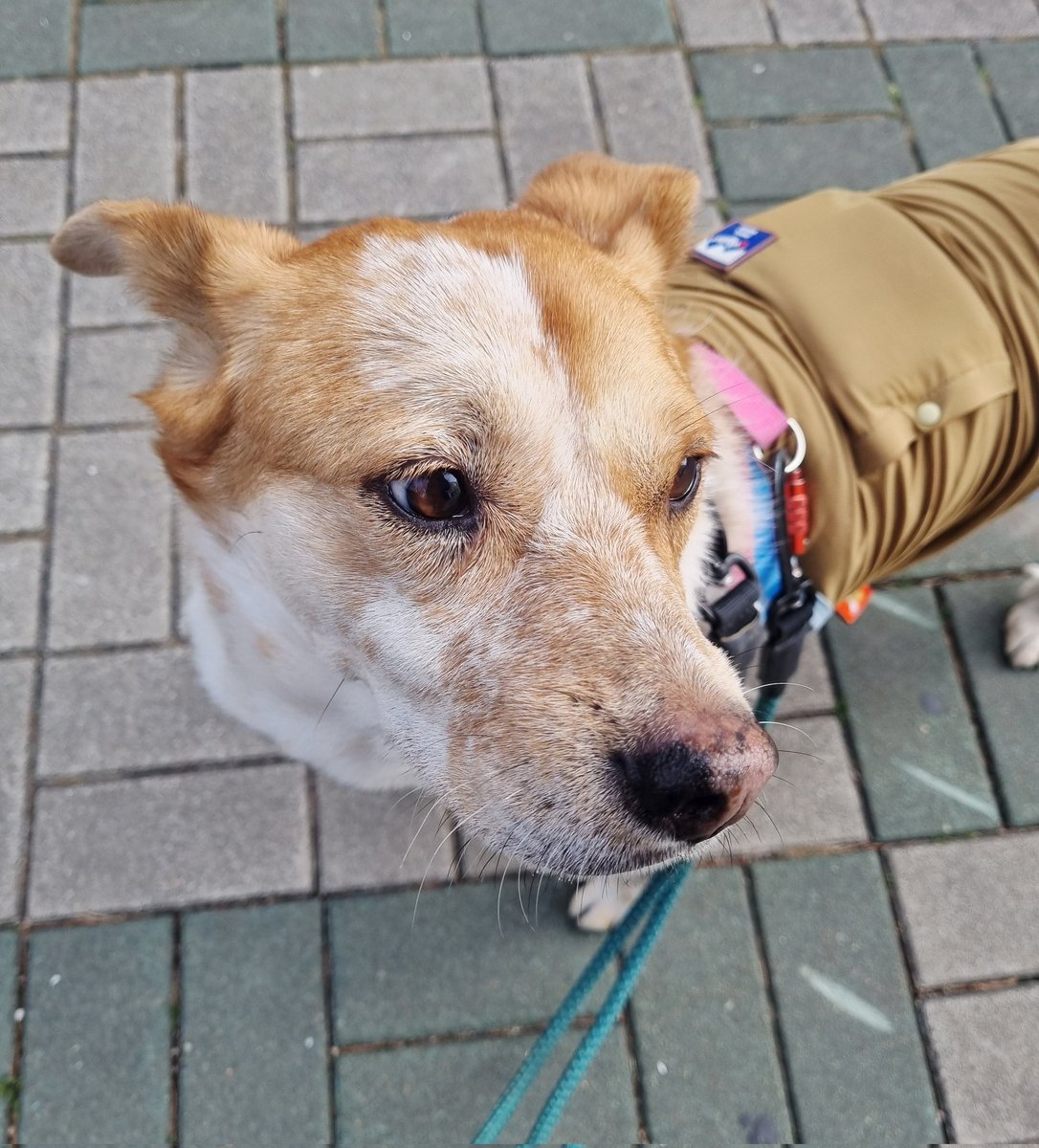 가족찾는마일로🐶 tweet media