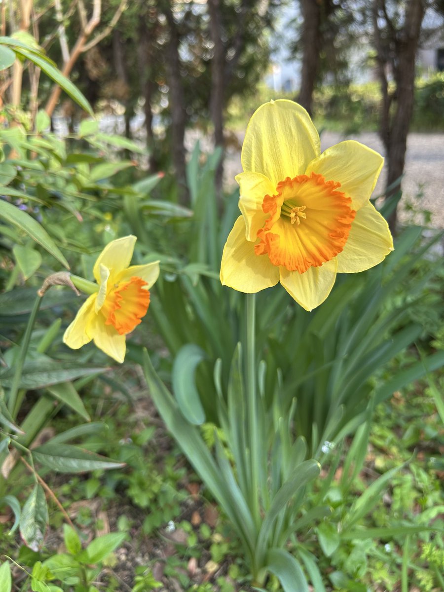 マダムなぽっちゃん🐶🐾 tweet media