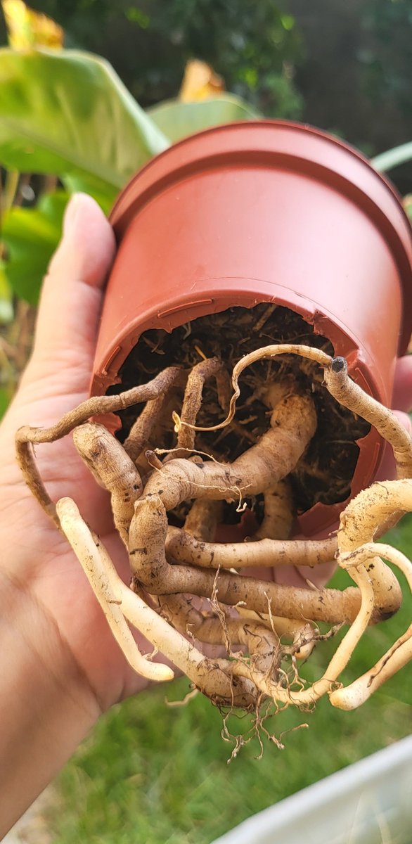 リンティス୨୧@スイレンさん団長 tweet media