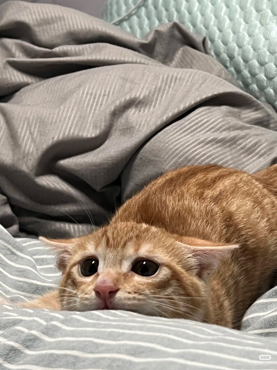 Cat Lovers 🐈 tweet media