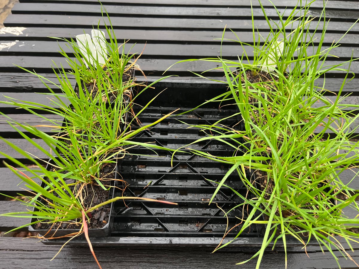 Herbicide resistance lab at UWA tweet media